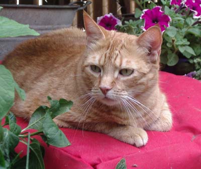 Foto van Casper in de tuin