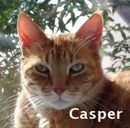 Foto van Casper