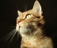 Foto van Casper de zon aanbidder