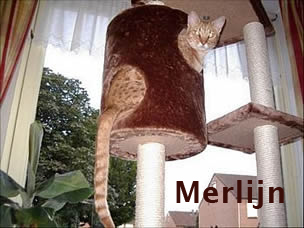 Foto van Merlijn in de krabpaal
